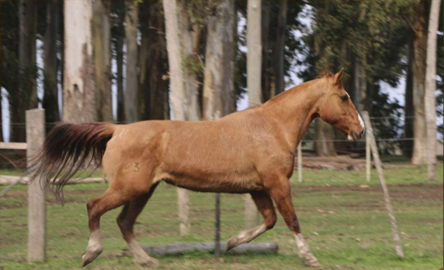 Lote Santa Gloria Cachimba