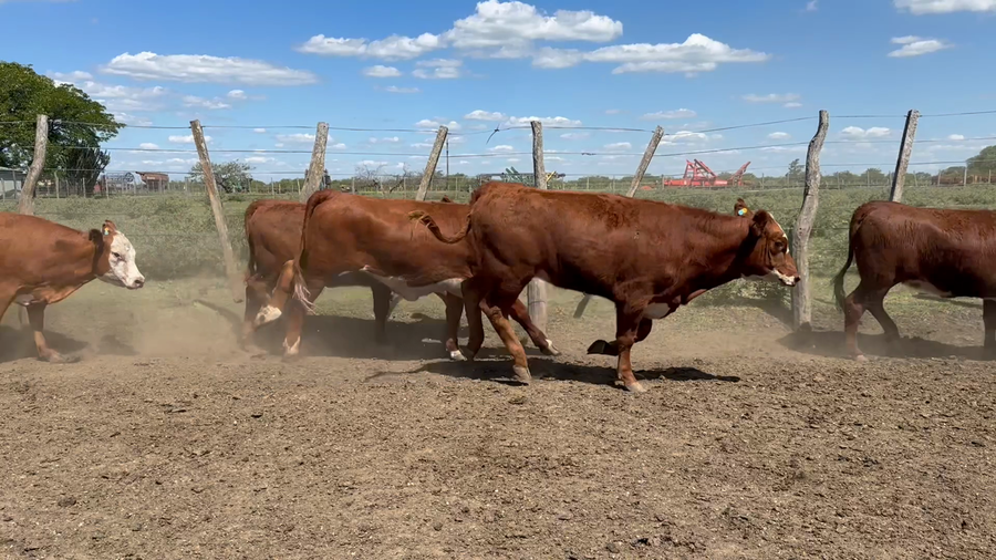 Lote 80 Terneras