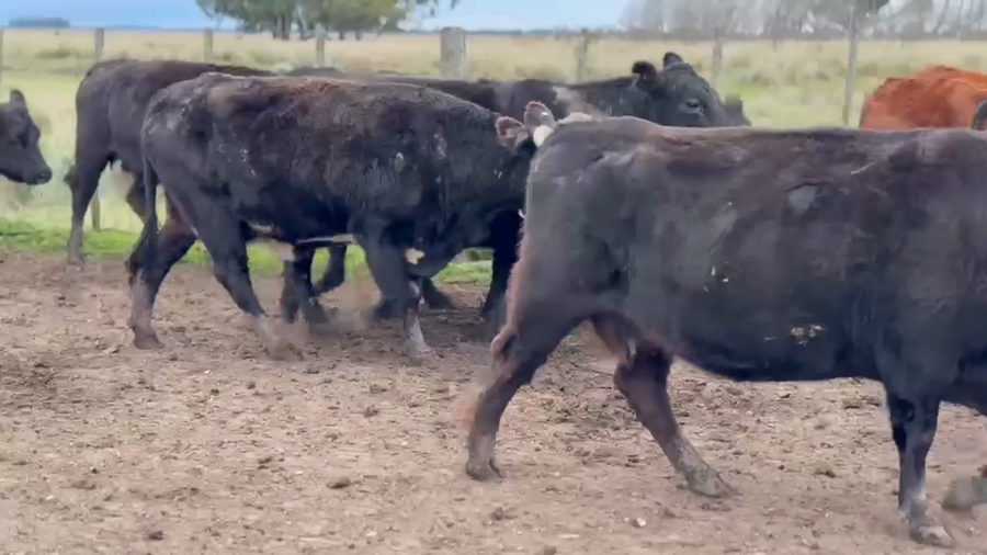 Lote 31 Vacas CUT preñadas