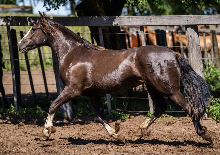 Lote DEL OESTE ROTOSA