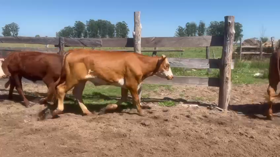 Lote 52 Terneros en Corrientes, Lavalle