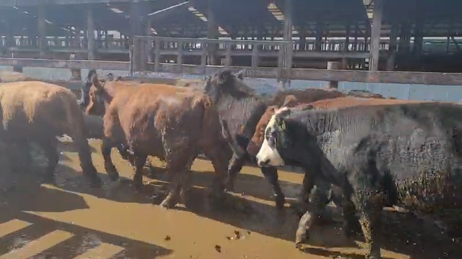 Lote 40 Novillo Gordo en Los Lagos, XIV Región Los Ríos