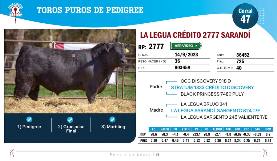 Lote TOROS ANGUS  PP