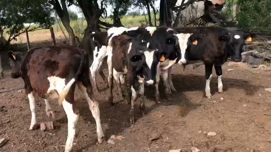 Lote 5 Terneros Holando