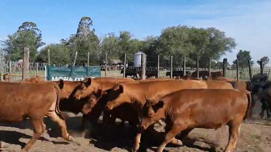 Lote 33 Novillitos en Pellegrini