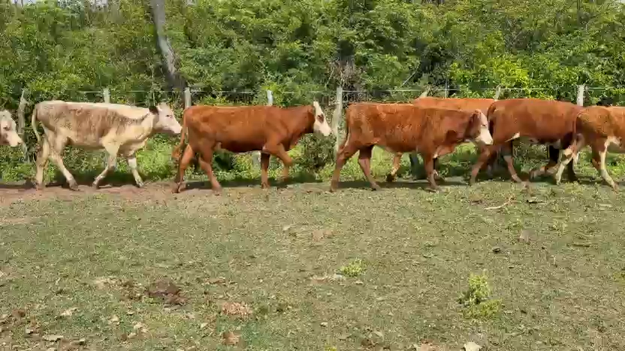Lote 110 Terneras