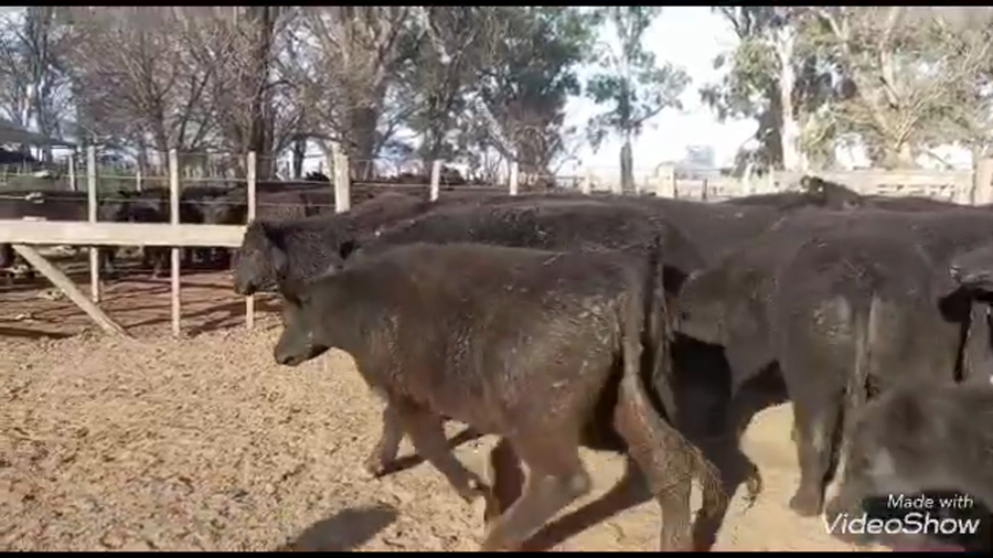 Lote 50 Novillitos en Coronel Suarez, Buenos Aires