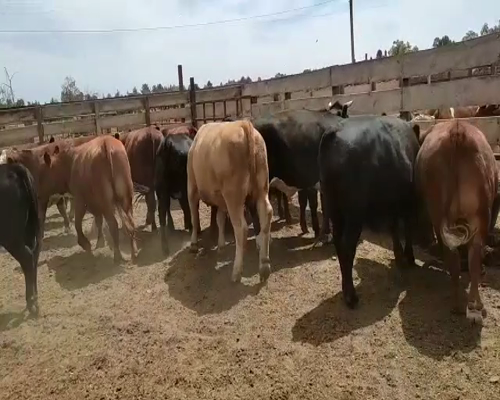 Lote 20 Novillo Gordo en Los Ángeles, VIII Región Biobío