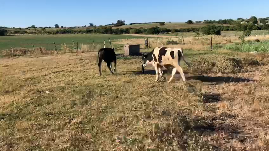 Lote 2 Terneros Holando