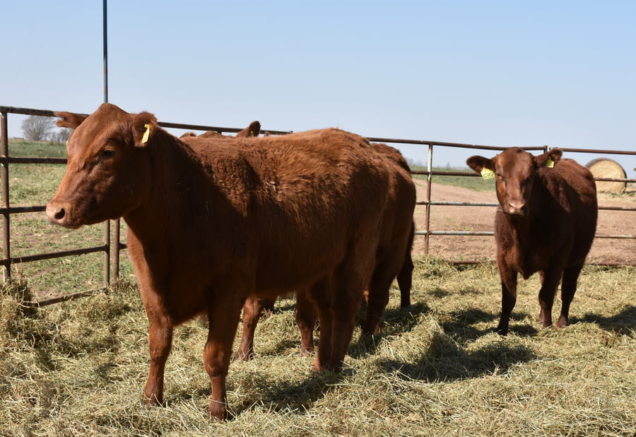 Lote VAQUILLONAS RODEO GENERAL CON GARANTÍA DE PREÑEZ  (Corral A)