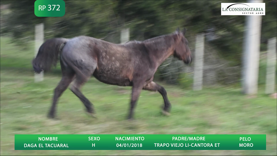 Lote DAGA EL TACUARAL