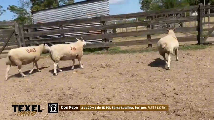 Lote 3 Corderas a remate en Segundo Remate - Texel Campero, Rivera