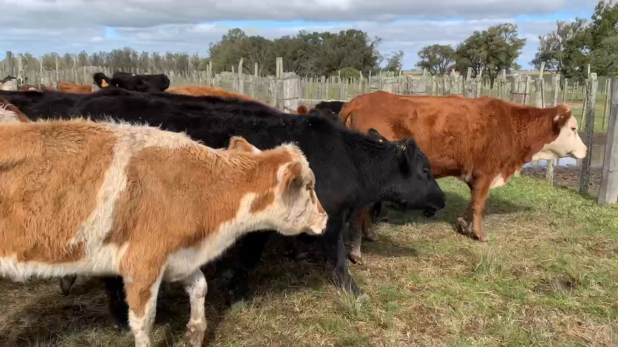 Lote 21 Vacas de Invernada en Tupambaé, Cerro Largo