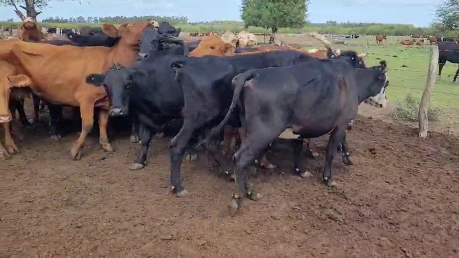 Lote 33 Vacas de invernar en Villaguay, Entre Ríos