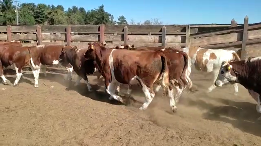 Lote 20 Novillo Gordo en Los Ángeles, VIII Región Biobío