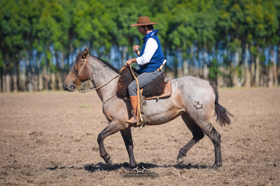 Lote RP 126 - Fogosa