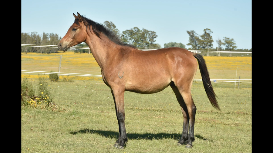 Lote ER PATRIA KESMON