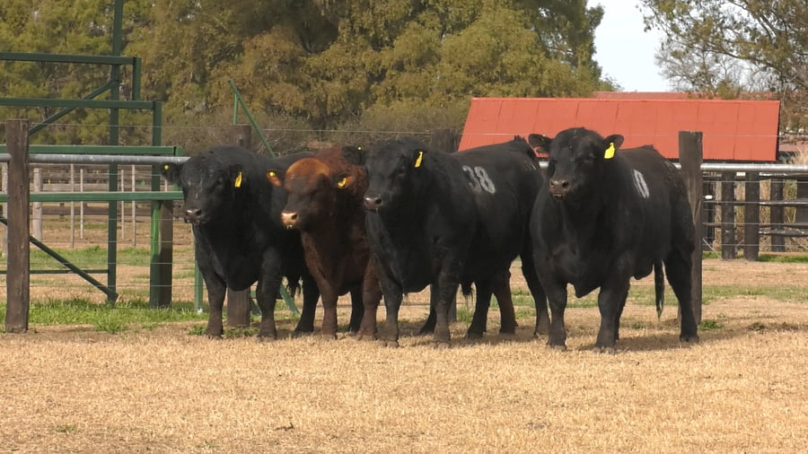 Lote TOROS ANGUS PUROS CONTROLADOS
