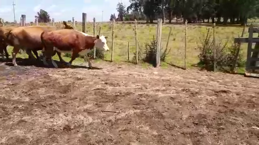 Lote 20 Vacas Hereford