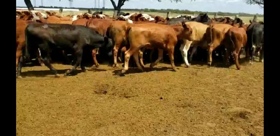 Lote 80 Terneros/as en Entre Ríos, Villaguay