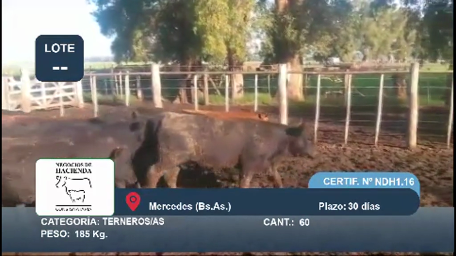 Lote 60 Terneros/as en Buenos Aires, Mercedes