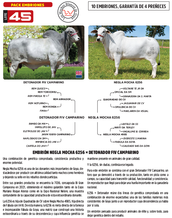 Lote LOTE 45