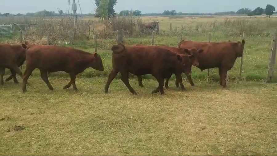 Lote 28 Novillitos en Brandsen, Buenos Aires