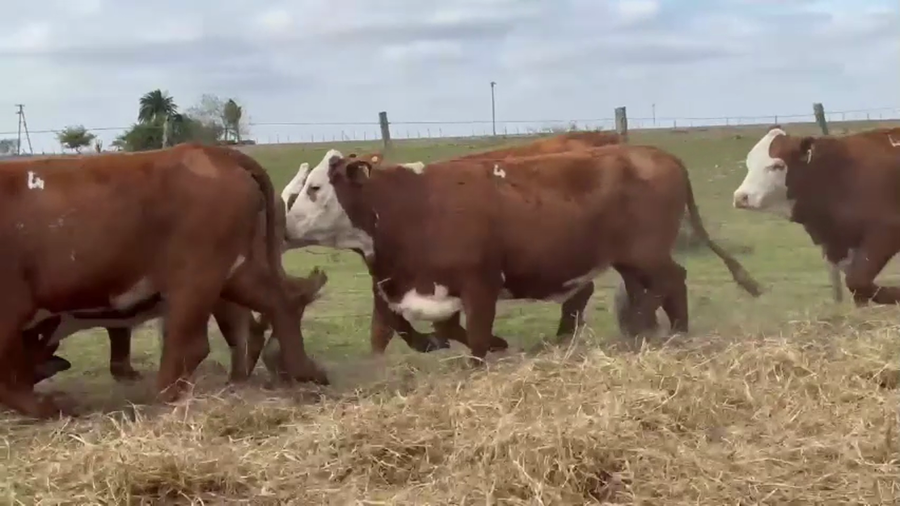 Lote 10 vaquillas Braford BO  para madres de "Olazul S.A."
