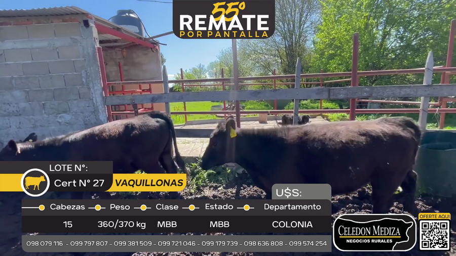 Lote 15 Vaquillonas  en ruta 106, Colonia