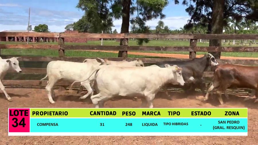 Lote LOTE 34  - 31 VAQUILLAS CBO 1