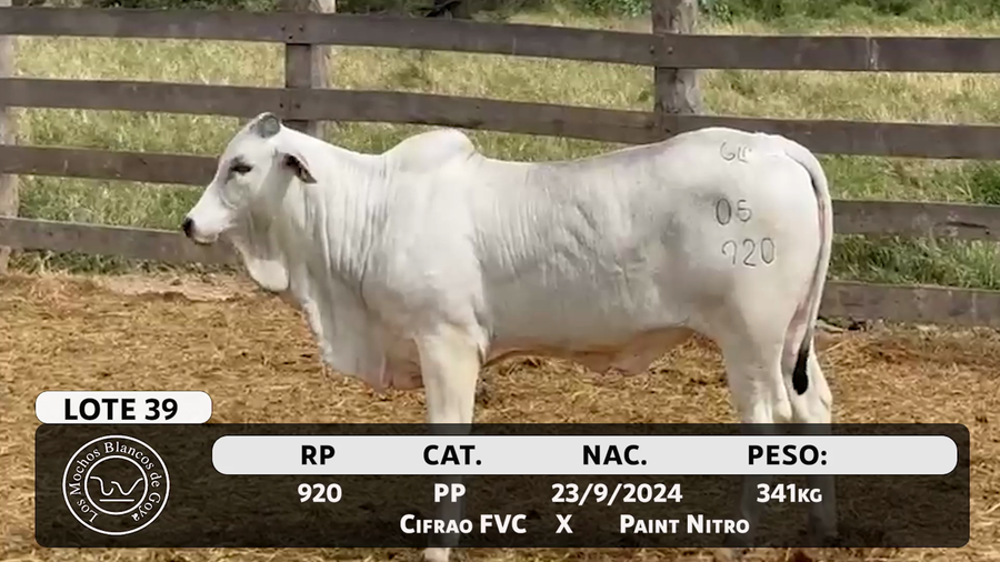 Lote LOTE 39