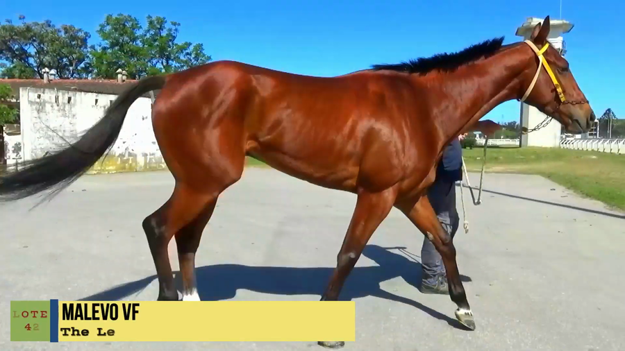Lote MALEVO VF