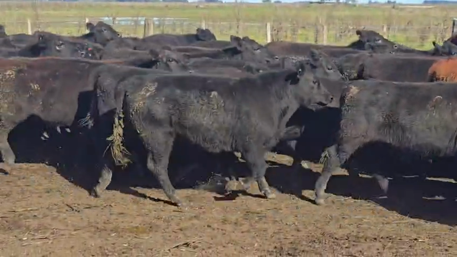 Lote 70 Novillitos