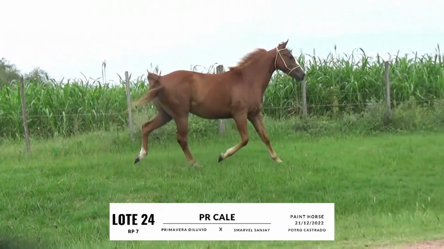 Lote PR CALE