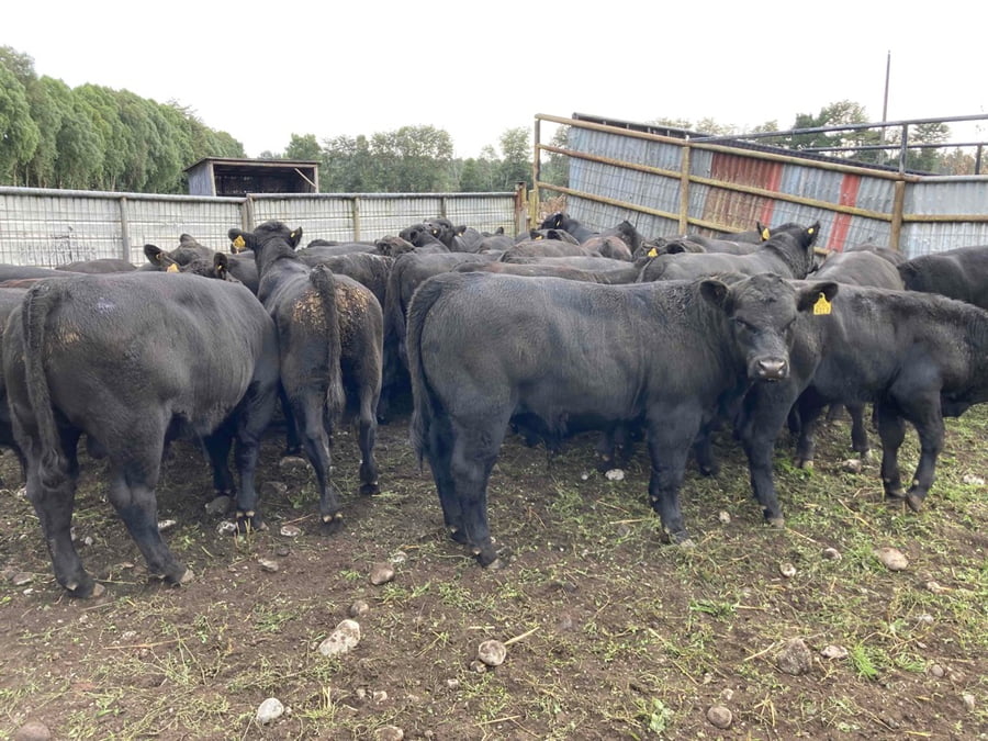 Lote 32 Ternero en Puerto Varas, X Región Los Lagos