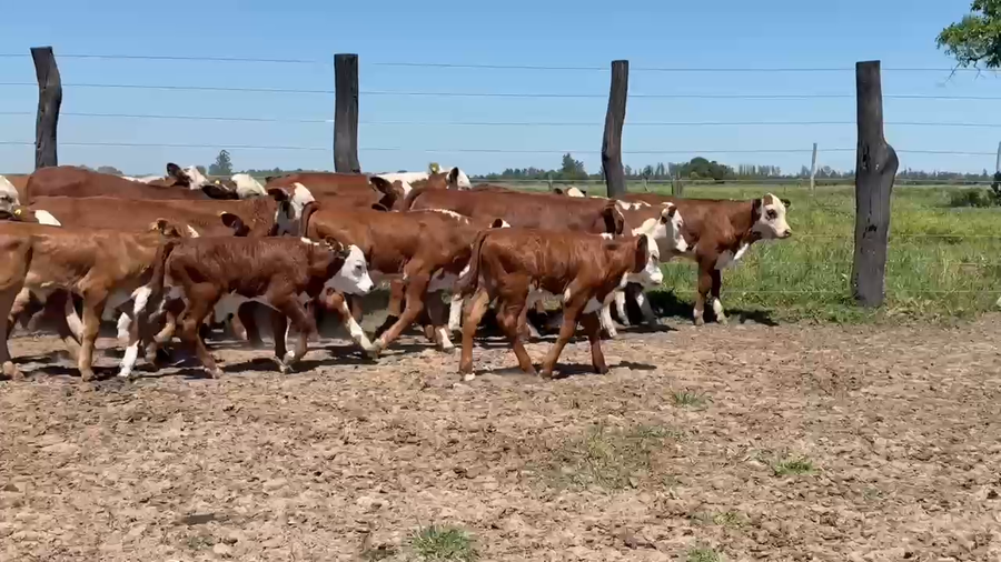Lote 100 Vacas CUT con cría en Corrientes, Saladas