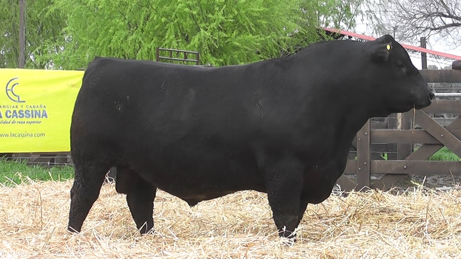 Lote TOROS ANGUS PUROS DE PEDIGREE