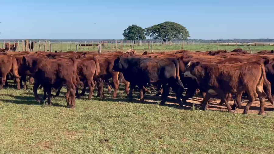 Lote 200 Terneros en Santo Tomé, Corrientes