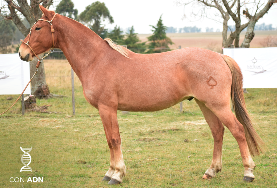 Lote ALINEADO SAN TELMO