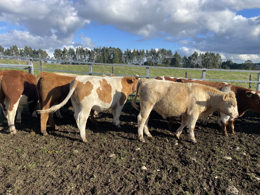 Lote 22 Novillo Engorda en Puerto Varas, X Región Los Lagos
