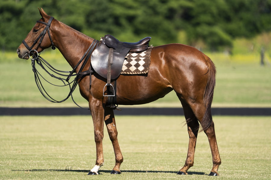 Lote BENDITO BARBARA