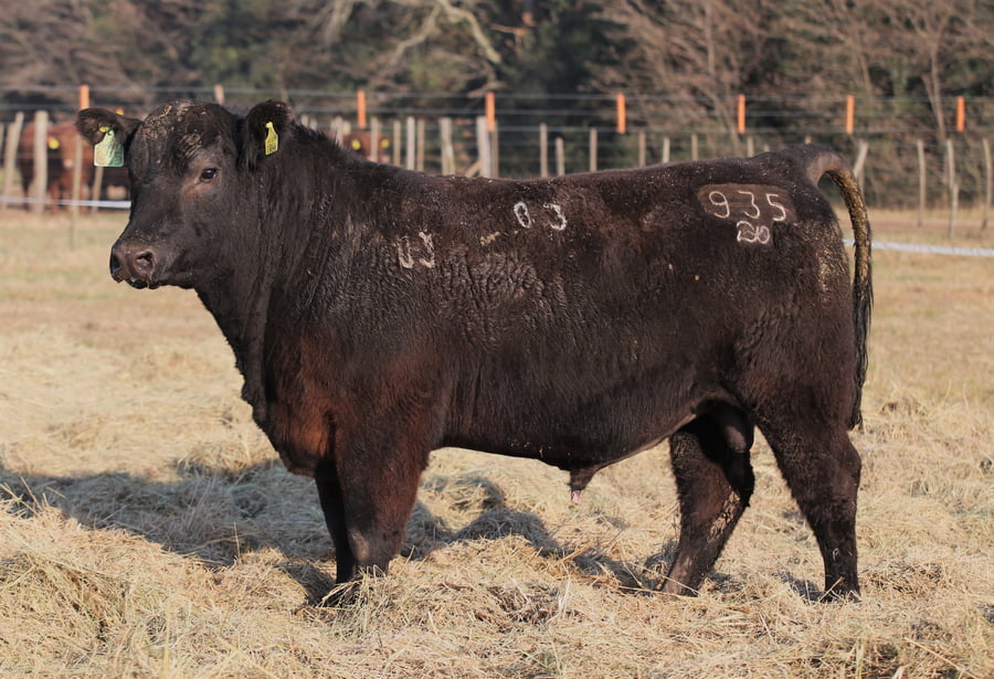 Lote TOROS PUROS DE PEDIGREE(NEGRO)(Corral 4)