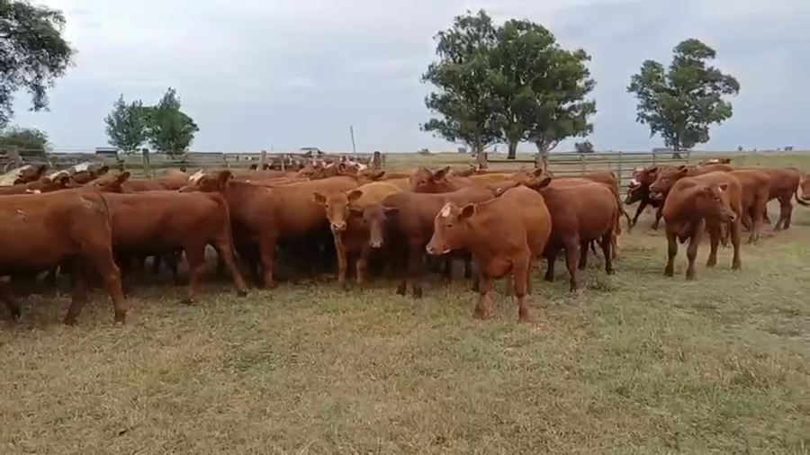 Lote 62 Terneros