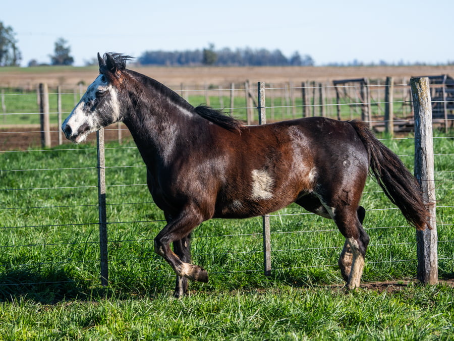 Lote LOS FEDERALES ANDARIEGA