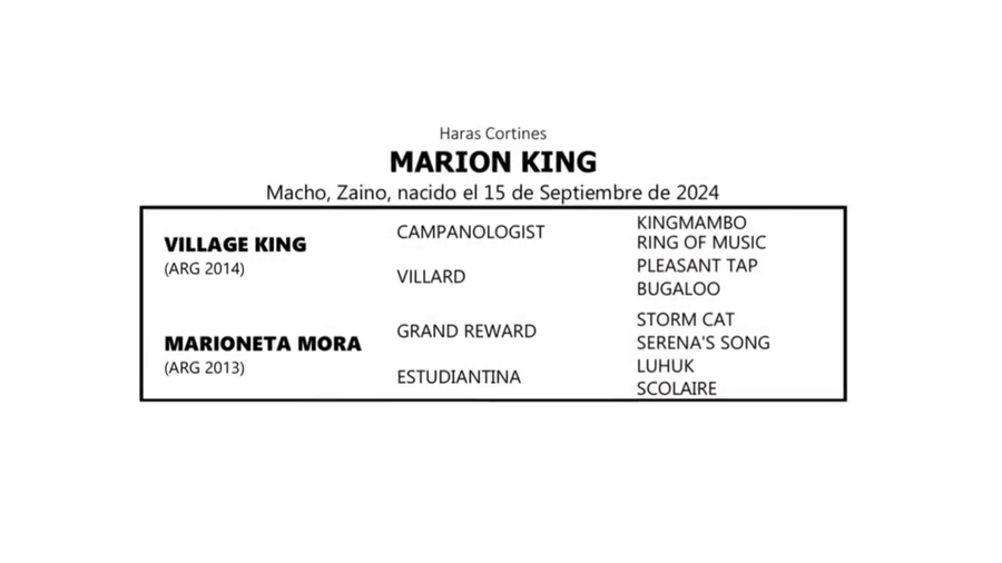 Lote MARION KING