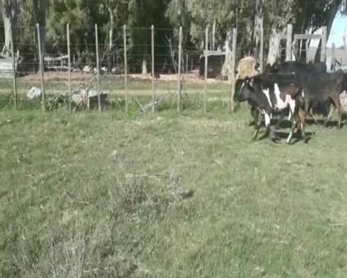 Lote Terneros y Terneras