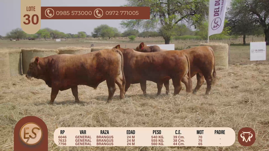 Lote TOROS BRANGUS 24 MESES