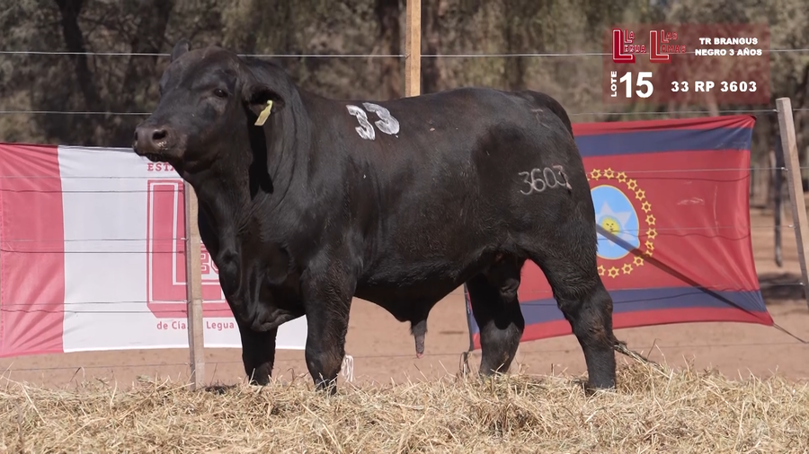Lote BRANGUS NEGRO 3 AÑOS