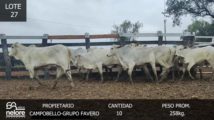 Lote LOTE 27