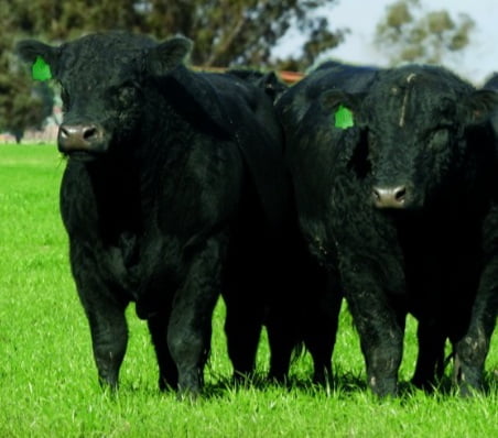 Lote Toro Puro Controlado Negro